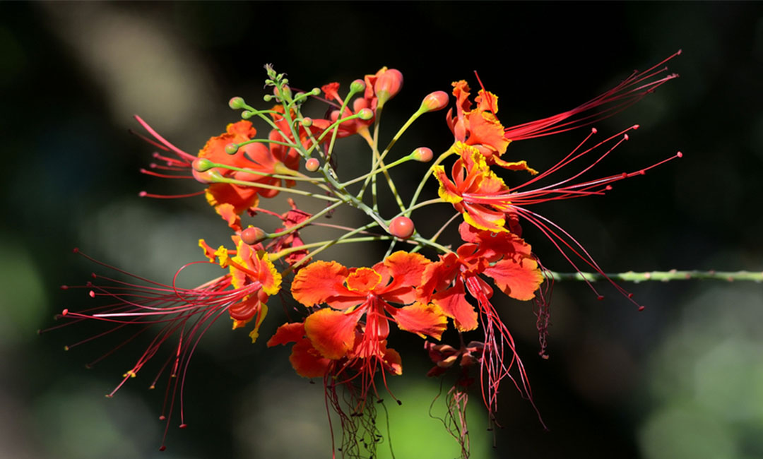 武威花帮主百科词条创建案例