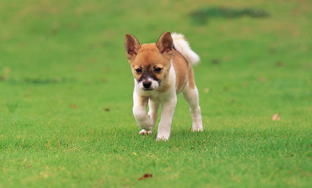 武威叮叮宠物商业计划书案例